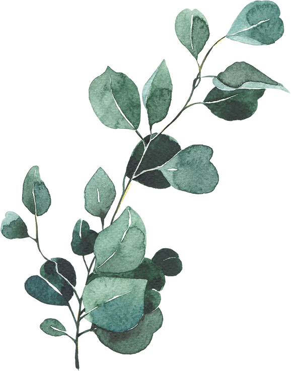 Eucalyptus silver dollar watercolor illustration